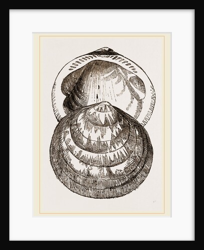 Hairy Pectunculus by Anonymous