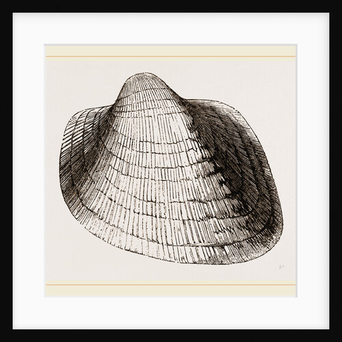 Eared Cumllaea by Anonymous