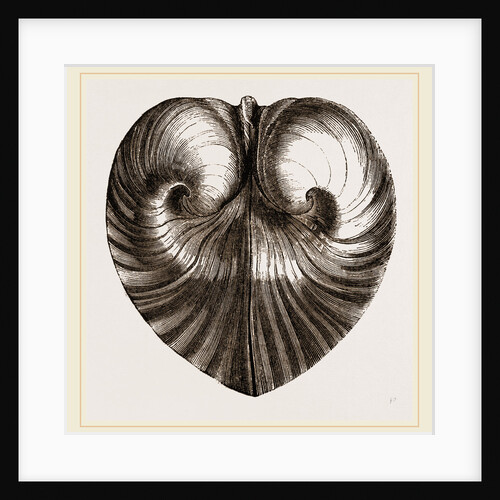 Heart Isocordia by Anonymous