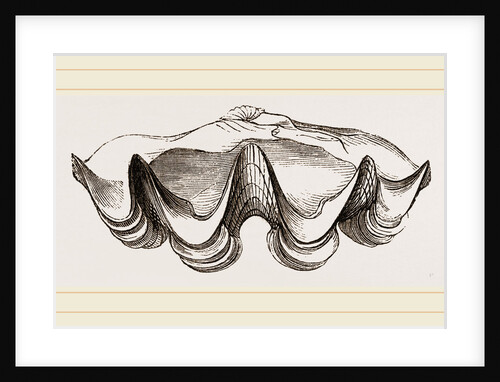 Giant Tridacna by Anonymous