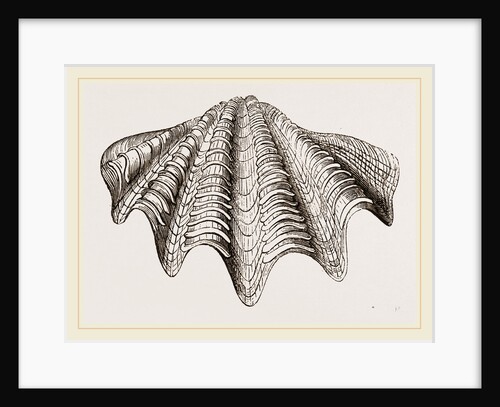 Giant Tridacna by Anonymous