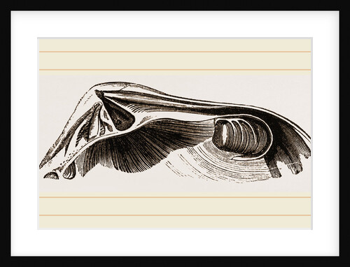 Common Crassatella by Anonymous