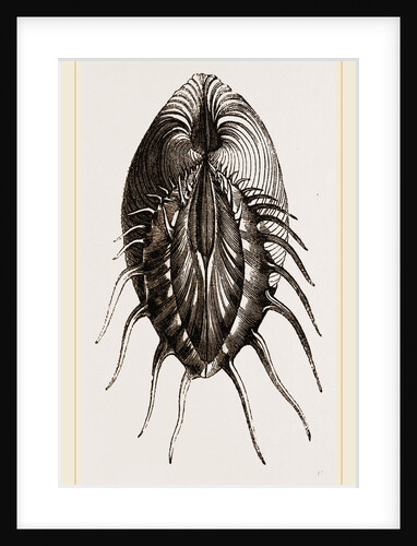 Spined Cytherea by Anonymous