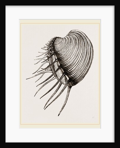 Spined Cytherea by Anonymous
