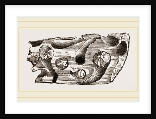 Pholas dorsalis in wood by Anonymous