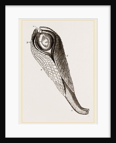 Pholas dactylus by Anonymous