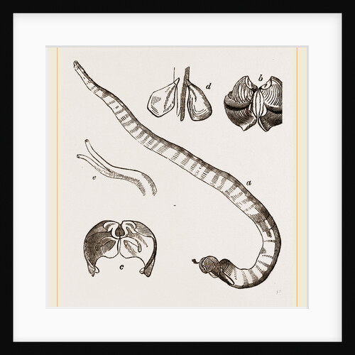 Shell and Tube of Teredo navalis by Anonymous
