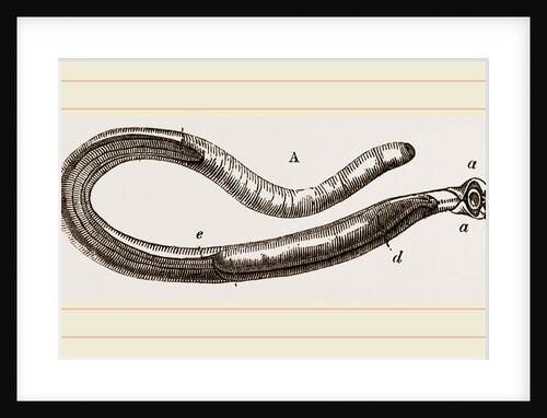 Teredo navalis by Anonymous