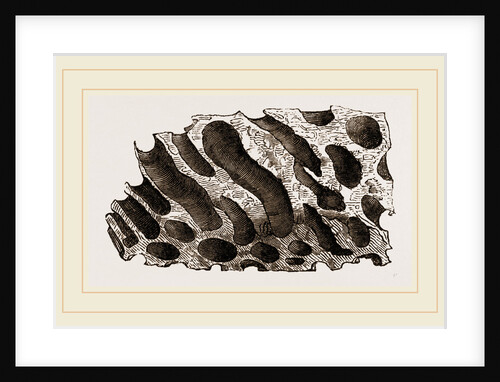 Wood perforated by Teredo navalis by Anonymous