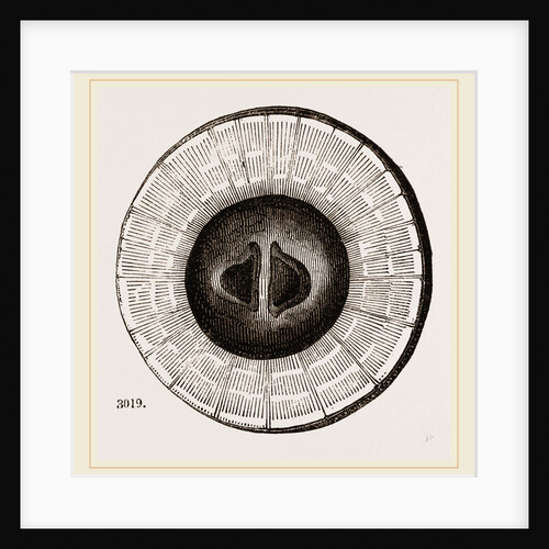 Transverse Sections of Shell Teredo gigantea by Anonymous