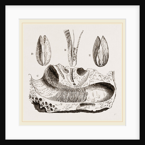 Gastrochaena by Anonymous