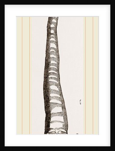 Javanese Aspergillum by Anonymous