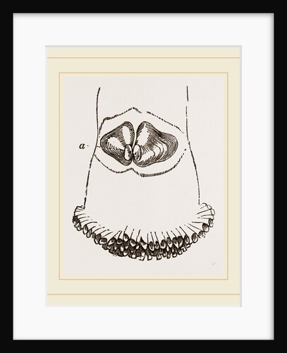 Aspergillum vaginiferum by Anonymous