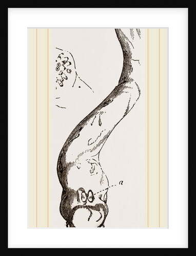 New Zealand Aspergiilum by Anonymous