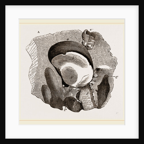Clavagella by Anonymous
