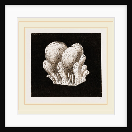 Amaroucium proliferum by Anonymous
