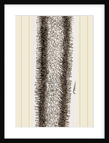 Pyrosoma giganteum by Anonymous