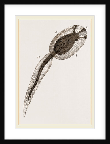 Tadpole of Amaroucium proliferum magnified by Anonymous