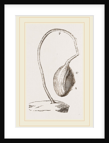 Boltenia reniformis by Anonymous