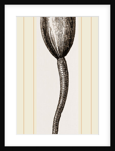 Lingula anatina by Anonymous