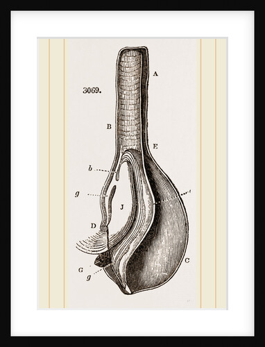 Anatomy of Bernicle by Anonymous