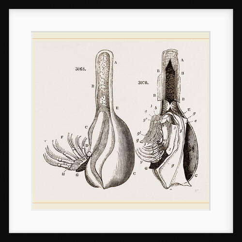 Anatomy of Bernicle by Anonymous