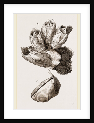 Ealanus Psittacus by Anonymous