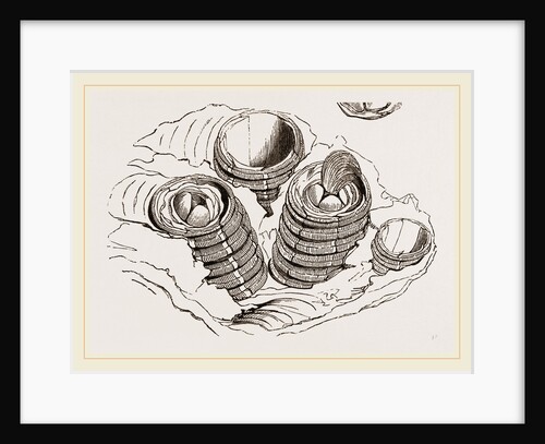 Tubicinella Balaenarum by Anonymous