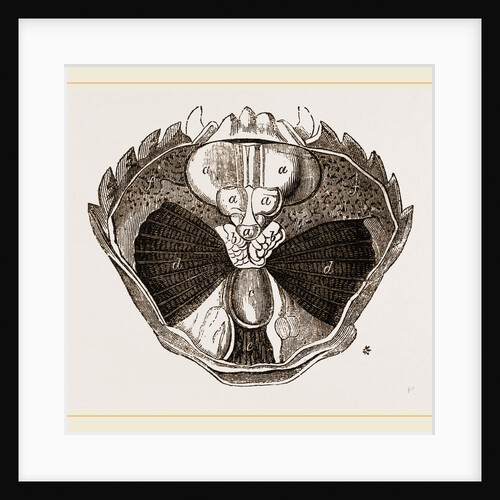 Carcinus maenas open by Anonymous