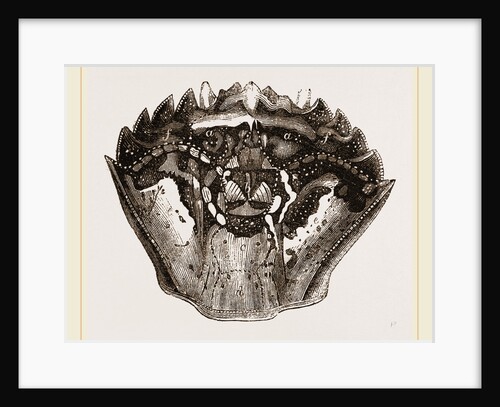 Carapace of Carcinus maenas by Anonymous