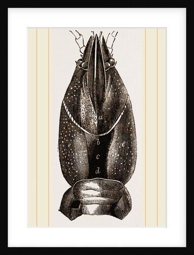 Carapace of Astacus fluviatilis by Anonymous