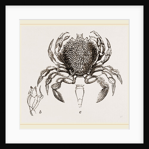 Portumnus variegatus by Anonymous
