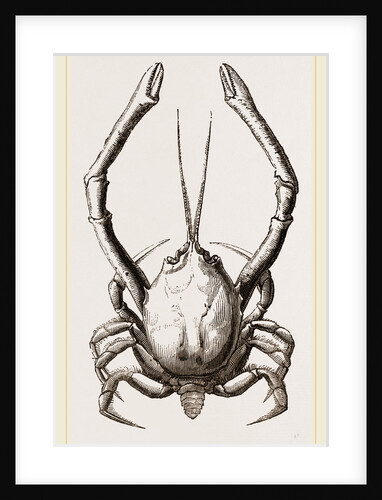 Corystes Cassivelaunus Male by Anonymous
