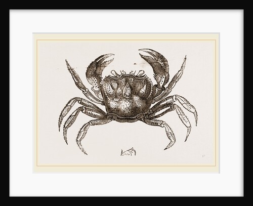 Thelphusa fluviatilis by Anonymous