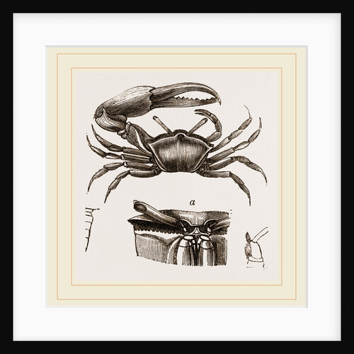 Gelasimus annulipes by Anonymous