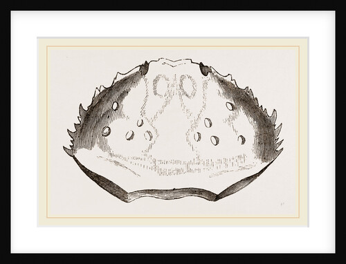 Carapace of Etisus dentatus by Anonymous