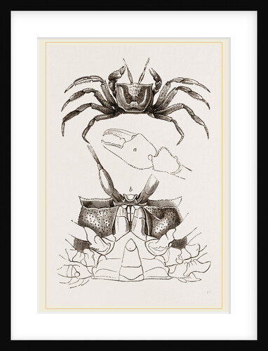 Ocypoda hippea by Anonymous