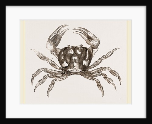 Gecarcinus ruricola by Anonymous