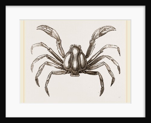 Mycteris longicarpis by Anonymous