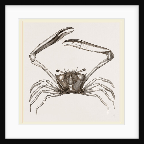 Gonoplax rhomboides by Anonymous