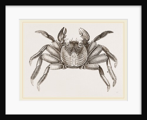Grapsus pictus by Anonymous