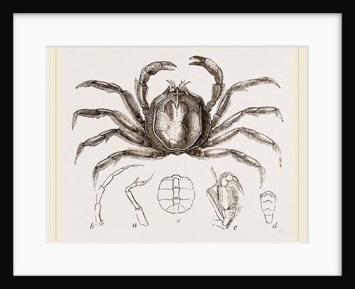 Hymenosoma orbiculare by Anonymous
