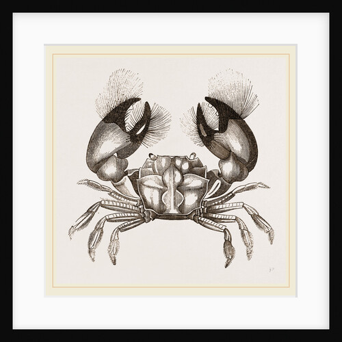 Pseudograpsus penciliger by Anonymous