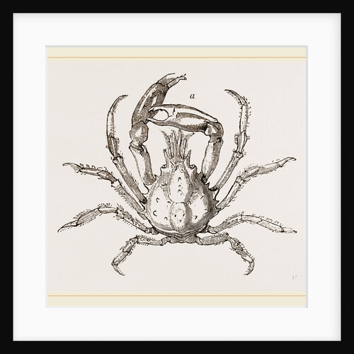 Pisa tetraodon by Anonymous