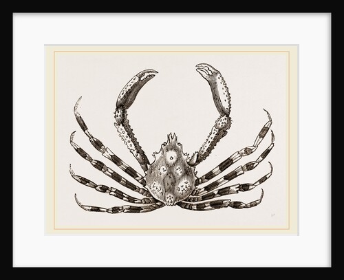 Herbstia condyliata by Anonymous