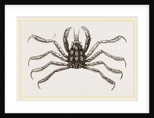 Eurypodius Latreillii by Anonymous
