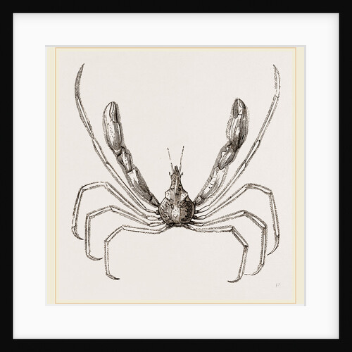 Stenorhynchus phalangium by Anonymous