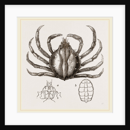Libinia spinosa by Anonymous