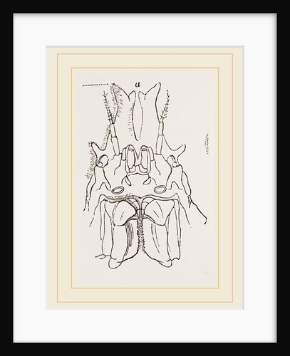 Naxia serpulifera by Anonymous
