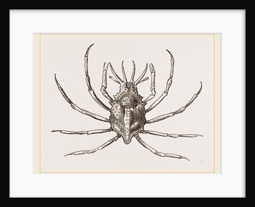 Stenocinops cervicornis by Anonymous
